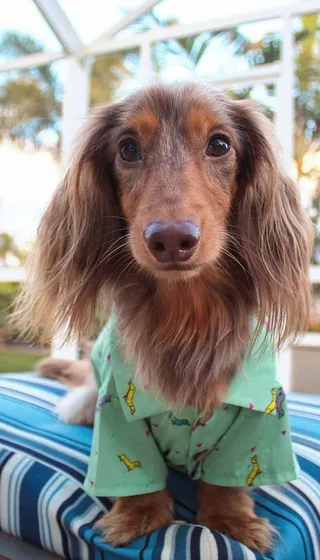 long-haired dachshund in green shirt by pool