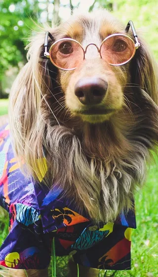 dachshund in purple miami shirt wearing pink sunglasses