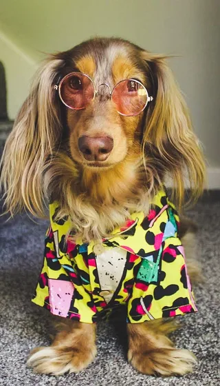 dachshund in yellow leopard shirt wearing pink sunglasses